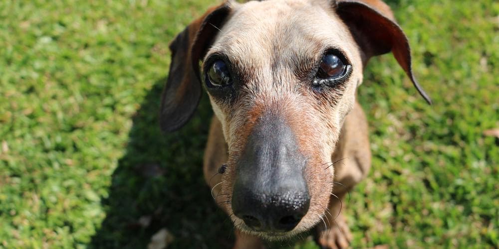 How to take special care of your senior doxie