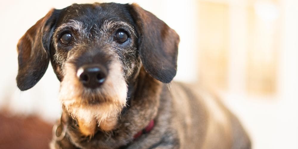 How to Take Special Care of your Senior Doxie