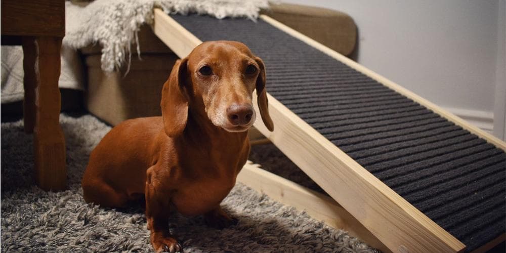 How to take special care of your senior doxie