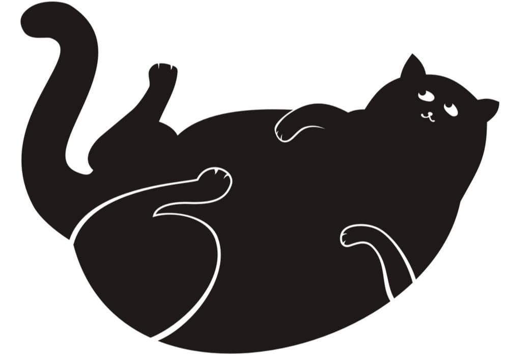 Cat obesity is deadly, but you can change that