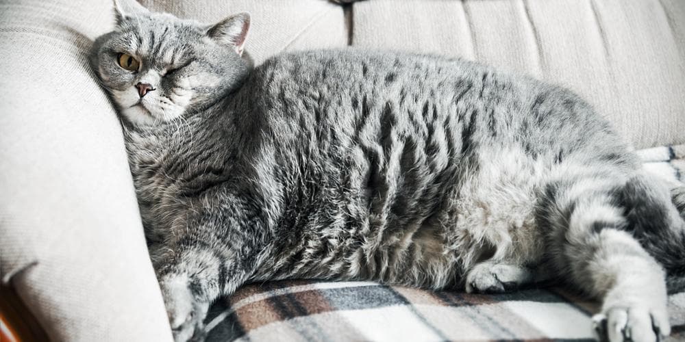 Cat obesity is deadly, but you can change that