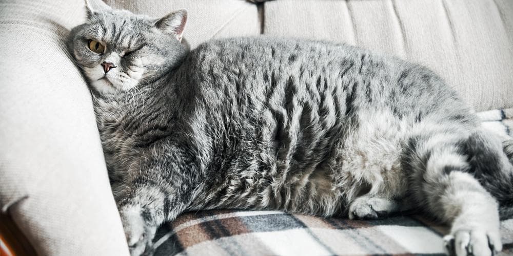 Cat Obesity is Deadly, But You Can Change That