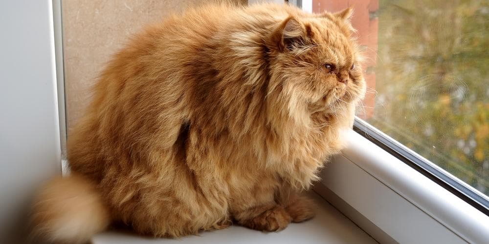 Cat Obesity is Deadly, But You Can Change That