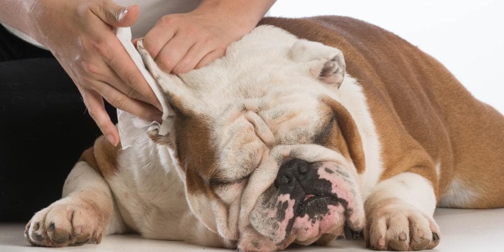 Top tips to help your dog's ears stay squeaky clean