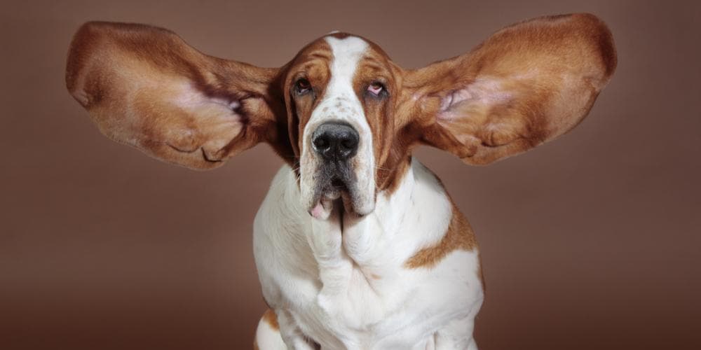 Top tips to help your dog's ears stay squeaky clean