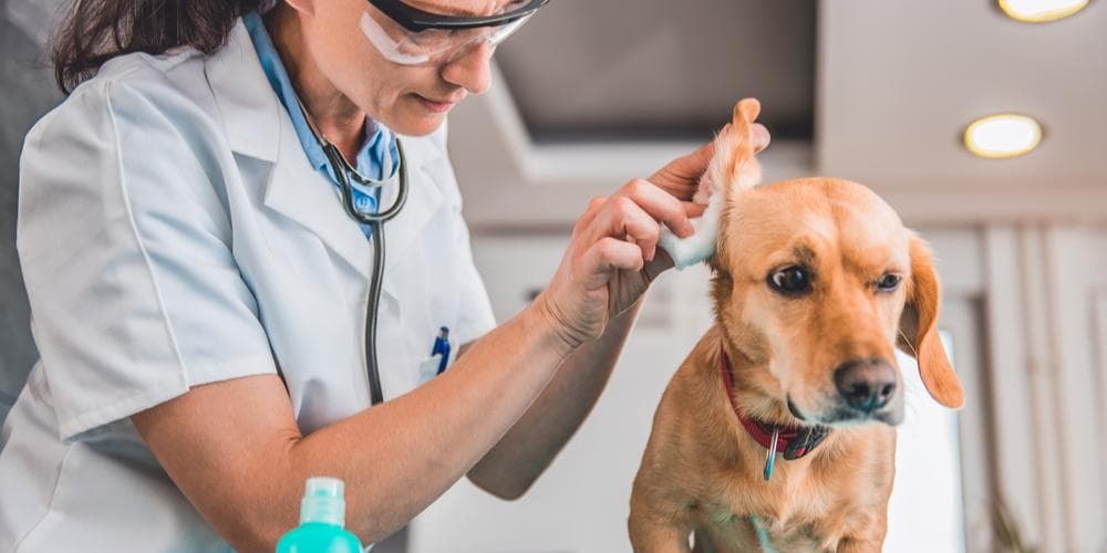 Top Tips to Help your Dog's Ears Stay Squeaky Clean