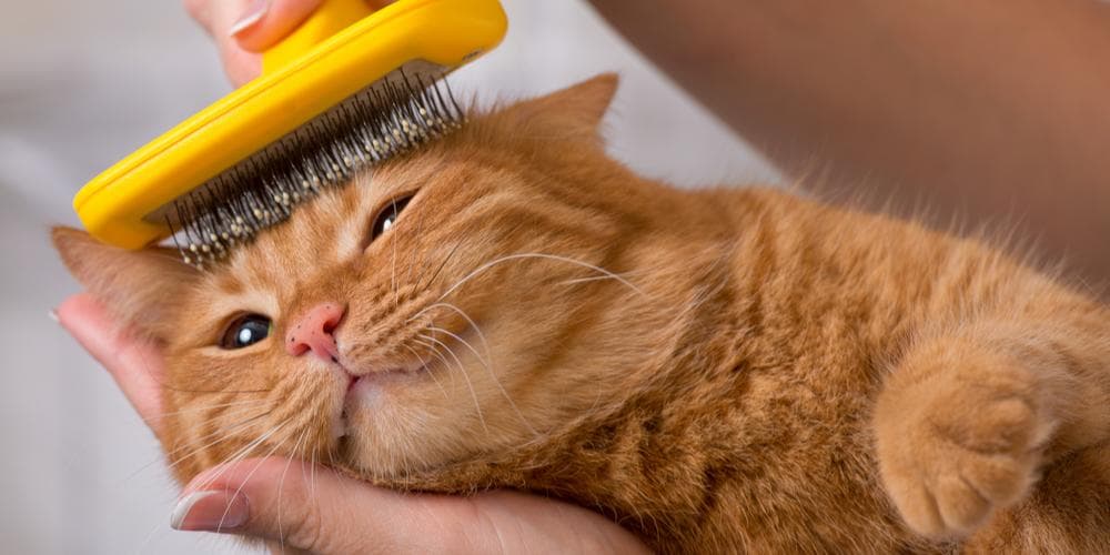 Your cat's grooming products might be poisoning them!