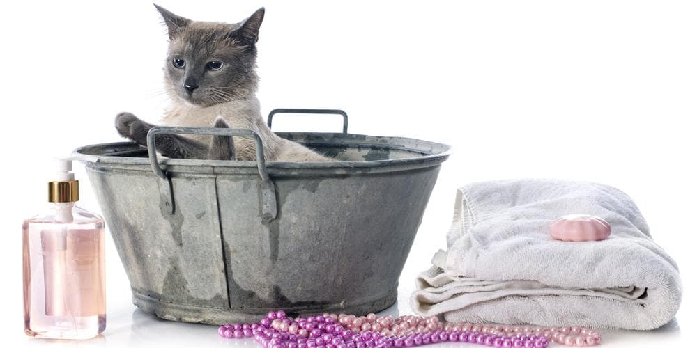 Your Cat's Grooming Products Might Be Poisoning Them!