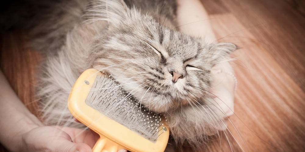 Cat grooming products