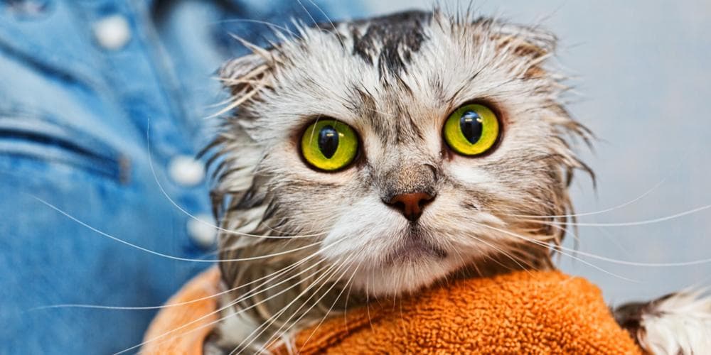 Your cat's grooming products might be poisoning them!
