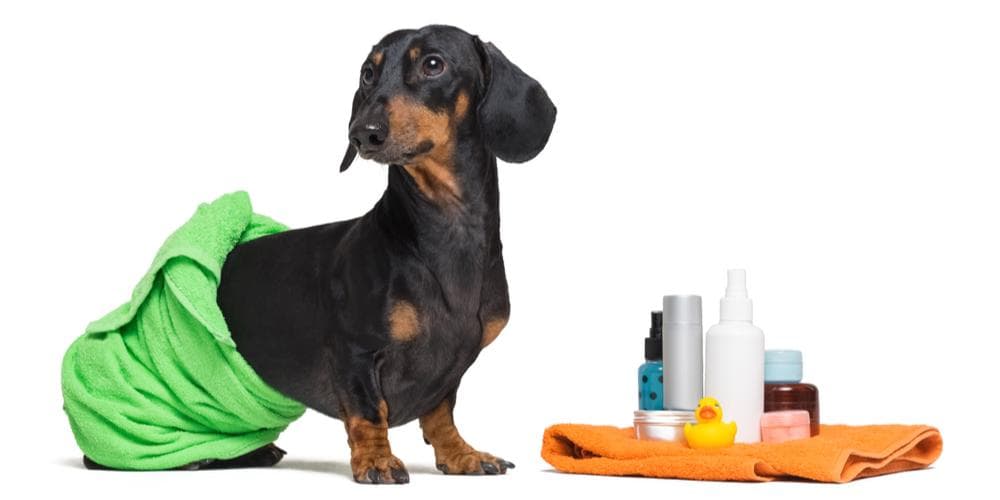Is grooming your doxie stressful for everyone? Read these tips!
