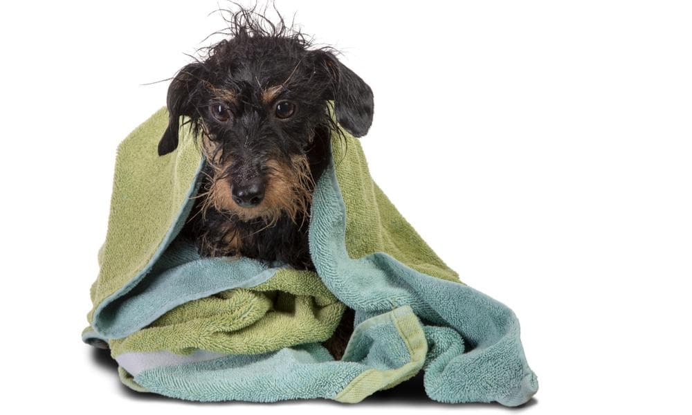 Is Grooming your Doxie Stressful for Everyone? Read These Tips!