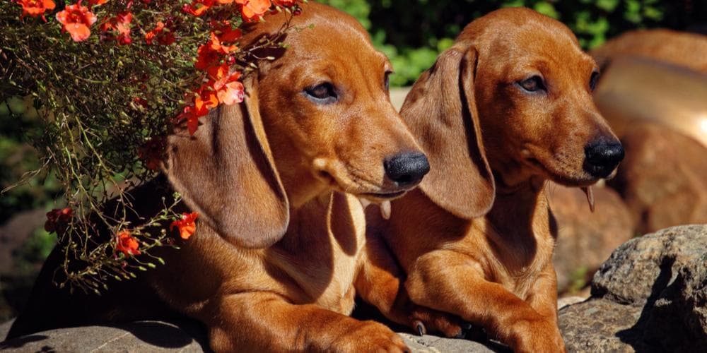 Are dachshunds happier in cold or warm environments?