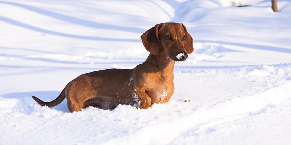Are dachshunds happier in cold or warm environments?