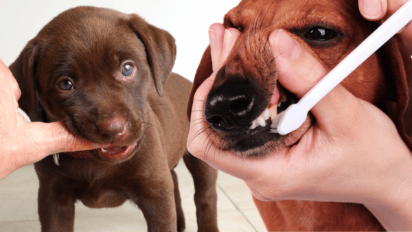 Two dogs, both shades of brown, showing their teeth, and having it brushed