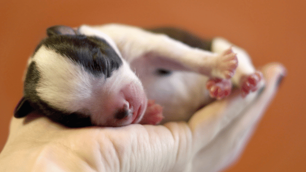 newborn puppy in the palm of a human hand