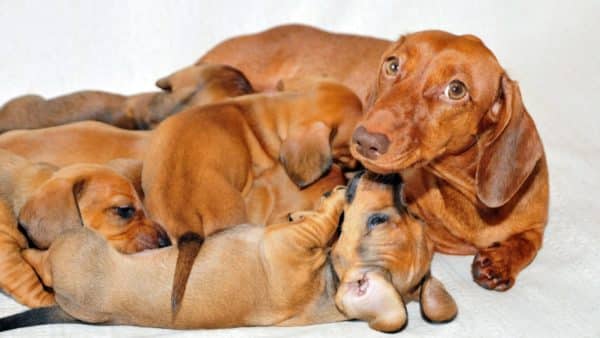 Dachshund pregnancy anything i should know