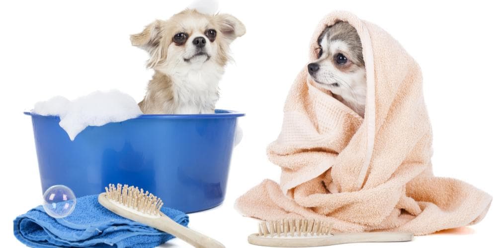 What ingredients to look for in dog grooming products