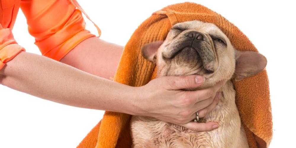 What ingredients to look for in dog grooming products