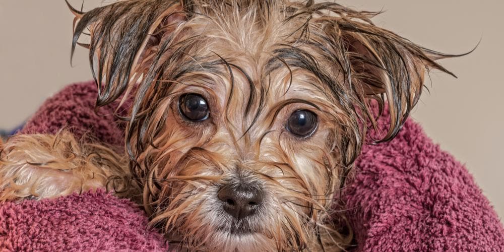 What ingredients to look for in dog grooming products