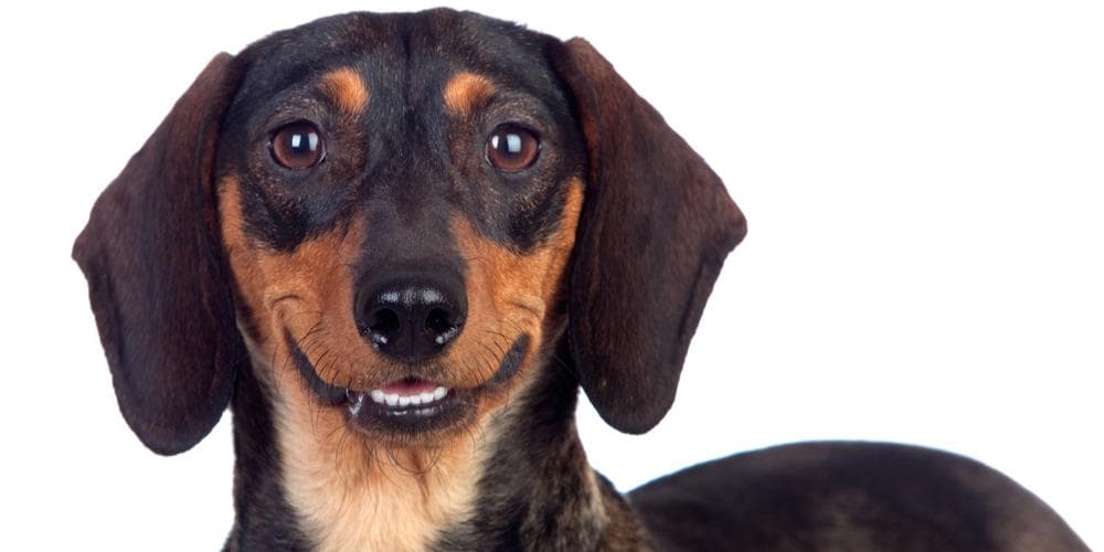 Here are Dachshunds that made it into the Guinness World Book of Records!