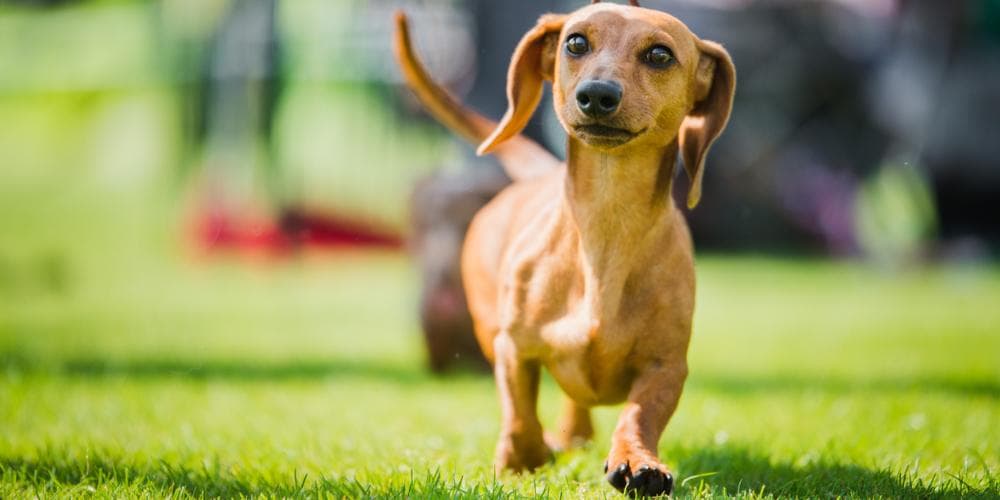 Dachshunds that made it into the guinness world book of records!