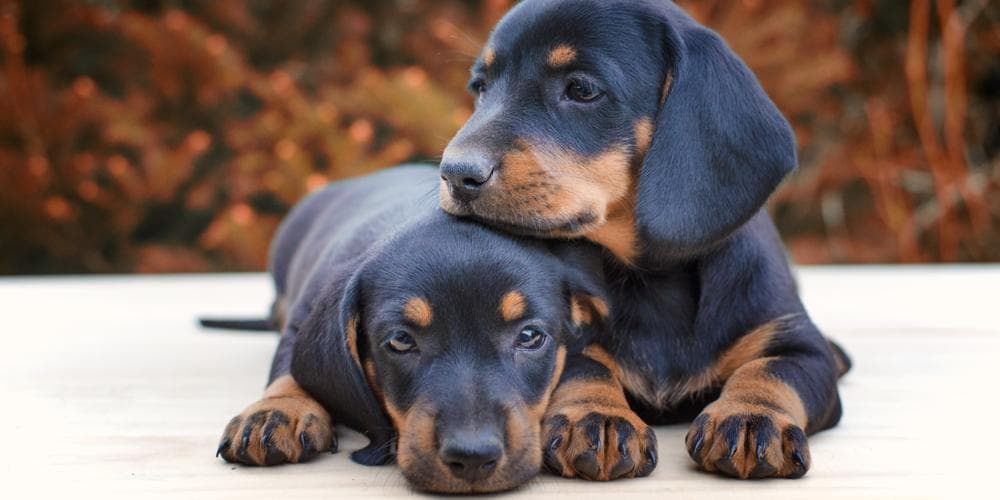 Dachshunds that made it into the guinness world book of records!