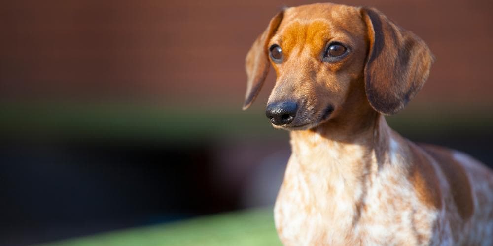 Dachshunds That Made It Into The Guinness World Book of Records!