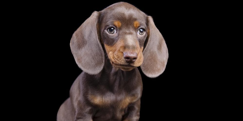 Dachshunds that made it into the guinness world book of records!