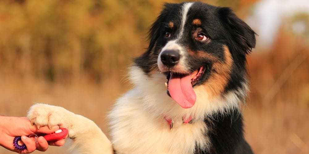 5 Reasons Why Your Dog Doesn't do Well in Training (Hint: It's YOU!)