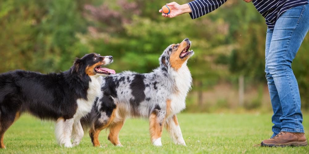 5 reasons why your dog doesn't do well in training (hint: it's you! )