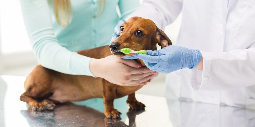 How do i take care of my doxie's teeth?