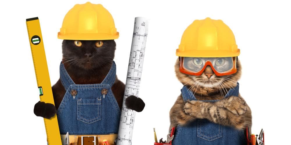 Can cats get jobs?
