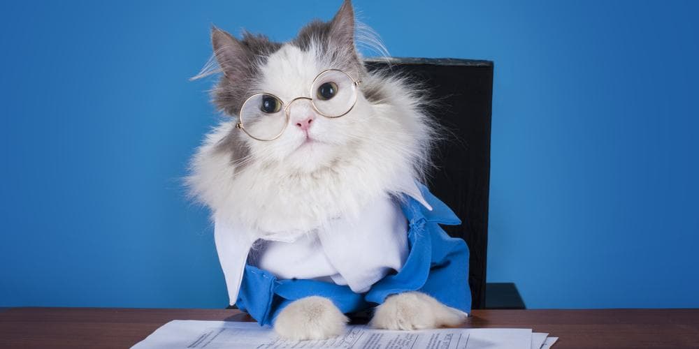 Can cats get jobs?