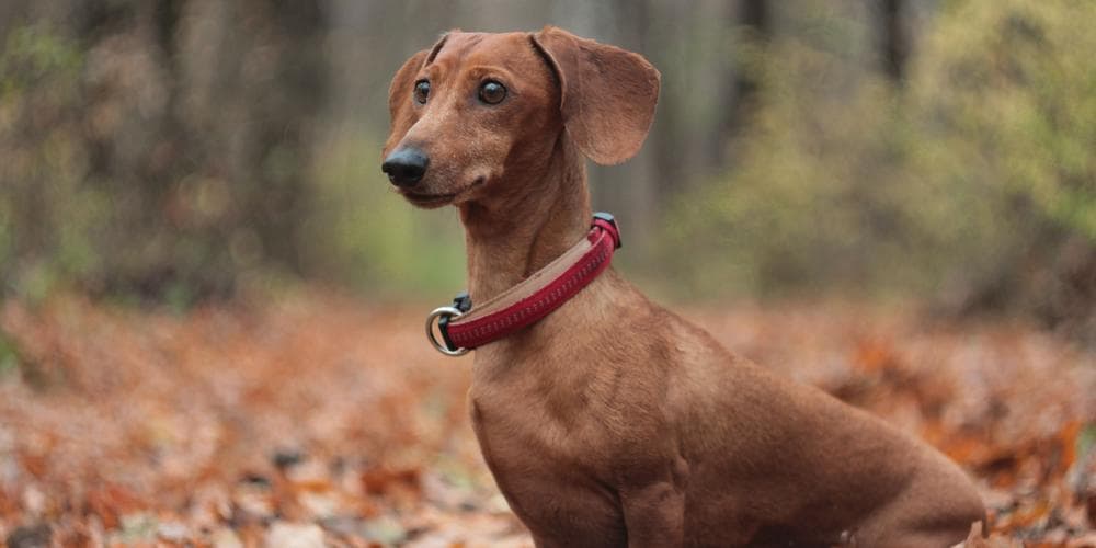 Where Does the Dachshund Breed Originate From?