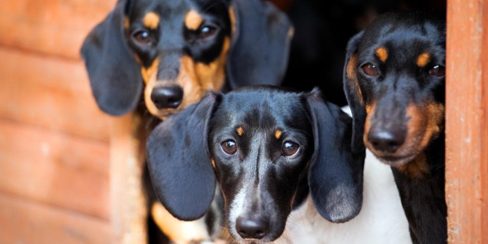 Where does the dachshund breed originate from?
