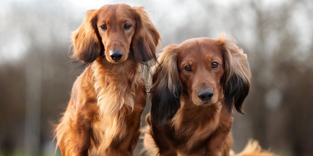 Where does the dachshund breed originate from?