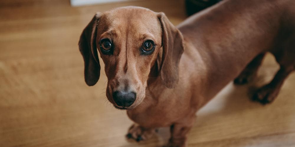 Where does the dachshund breed originate from?