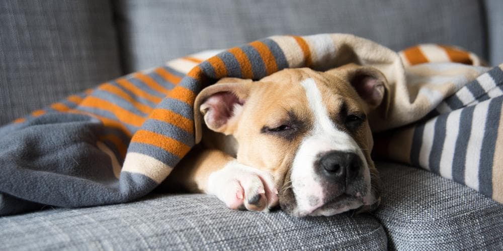 Cães podem ter câncer?