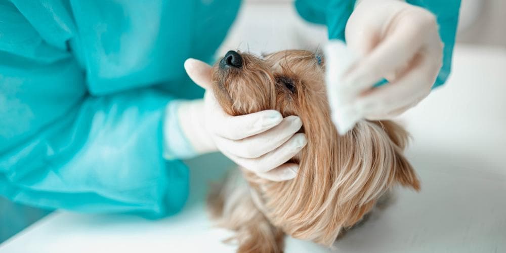 Can dogs get cancer?