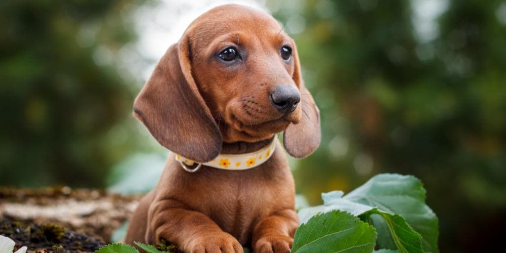 Do dachshund breeds live longer than other breeds?