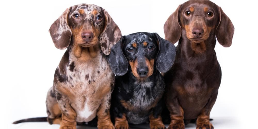 Do Dachshund Breeds Live Longer Than Other Breeds?