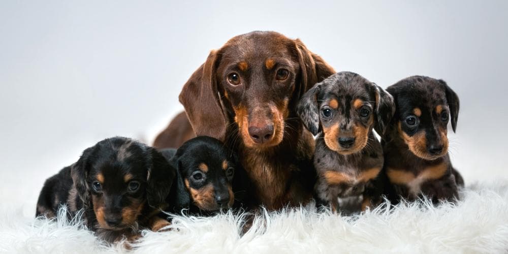 Do dachshund breeds live longer than other breeds?