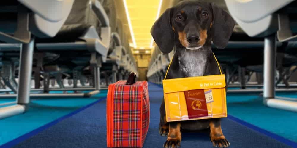 Travel Tips! How To Fly Safely With Your Doxie?
