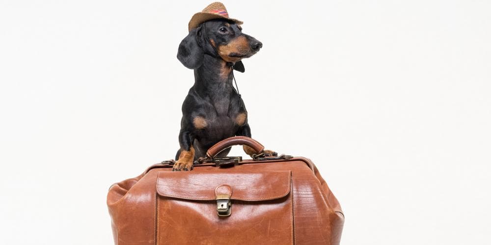 How to safely fly with my doxie