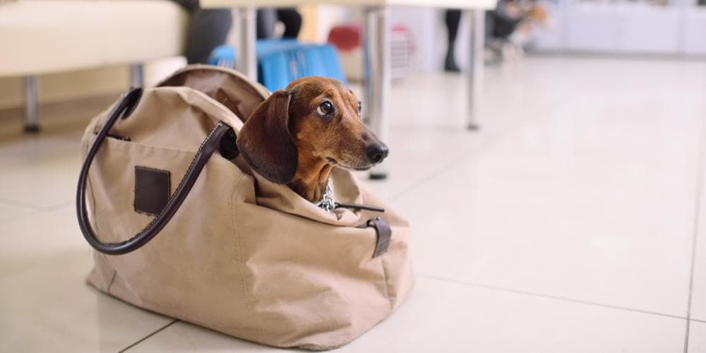 How to safely fly with my doxie