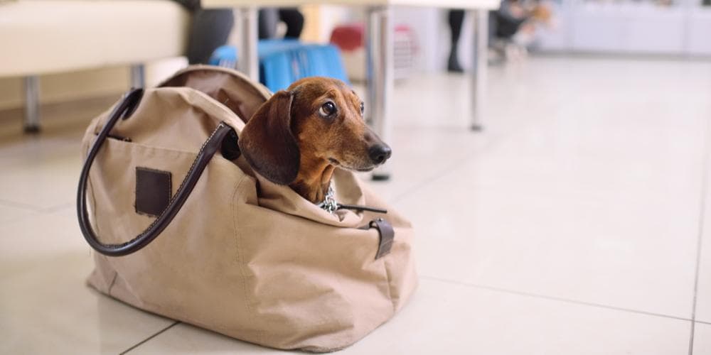 How to safely fly with my Doxie