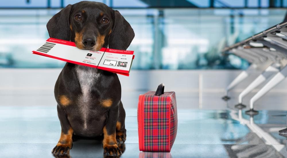 How to safely fly with my doxie