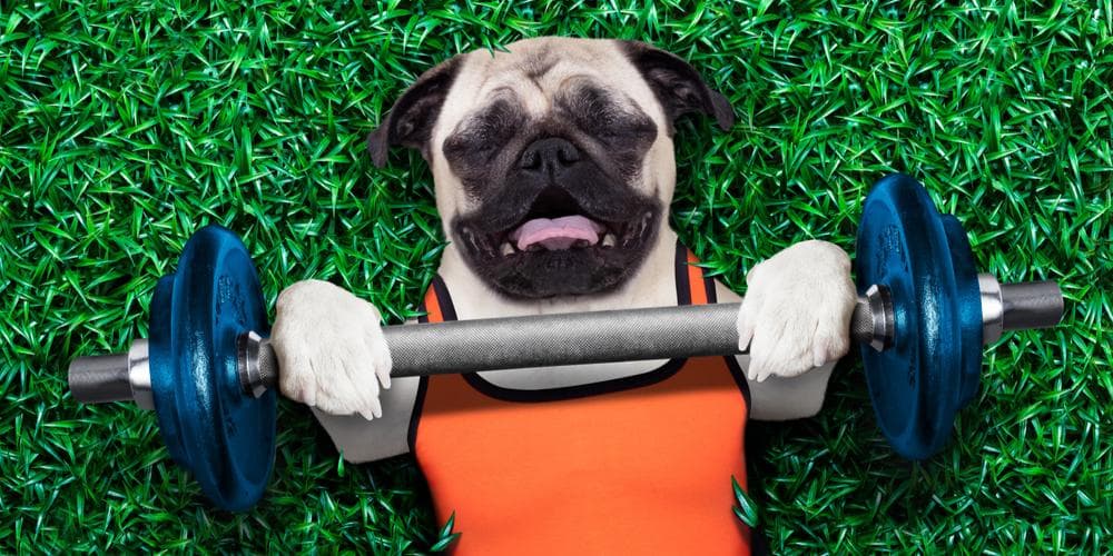 How to help your pup lose weight