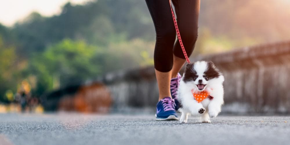 How to help your pup lose weight